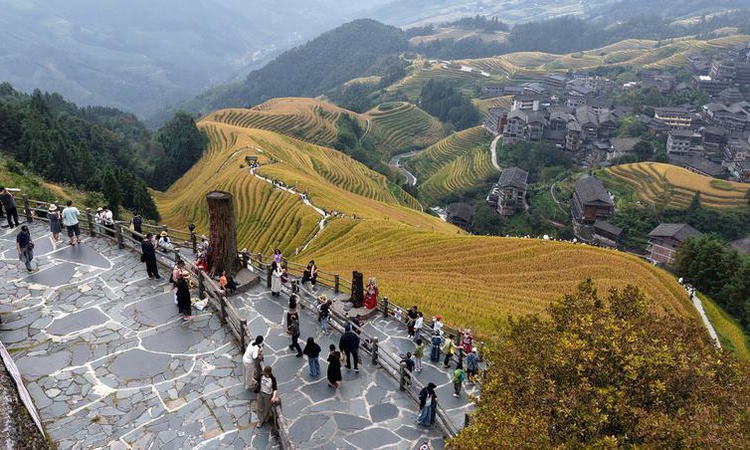 Sıcak Gündem: Çin'in Guilin kentindeki Longji pirinç terasları sonbaharda turist akınına uğradı | İşte Tüm Ayr