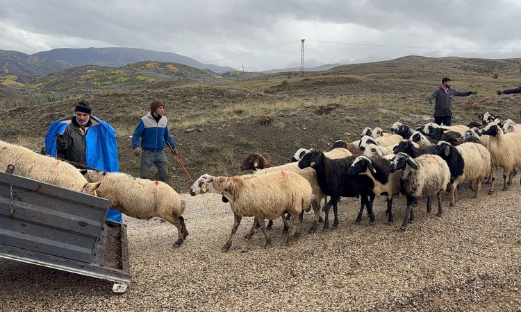Sıcak Gündem: Erzincan'da Şavak aşiretinden üreticiler 4 aylık yayla sezonunu halayla kapattı | İşte Tüm Ayrın