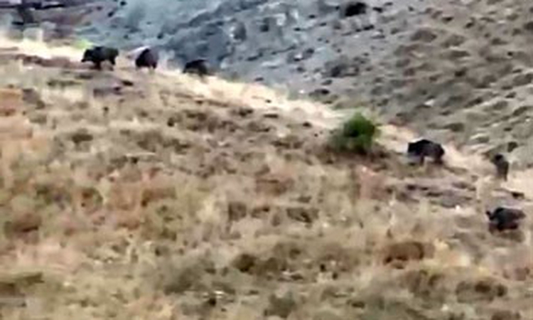 Sıcak Gündem: Hakkari Yüksekova'da hasada günler kala domuz sürüsü elma bahçesini talan etti ve Merak Edilenle