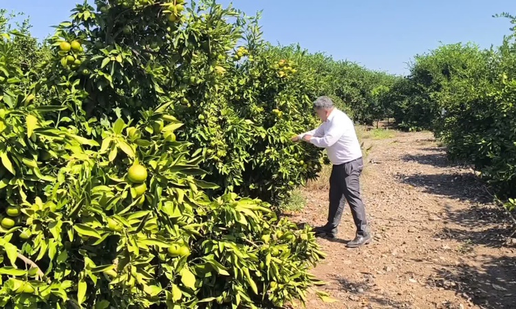 Sıcak Gündem: Hatay Erzin'de mandalina üreticisi Özsoy markette 43-45 lirayı normal buldu: Gelişmeler Takip Ed