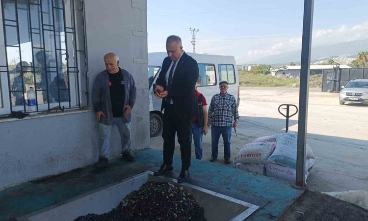 Sıcak Gündem: Hatay İl Tarım ve Orman Müdürü Türkmen, zeytinyağı kalitesi için doğru hasadı anlattı