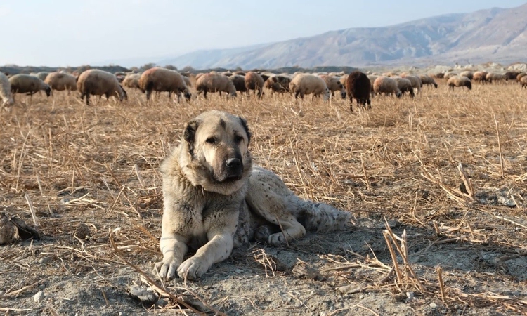 Sıcak Gündem: Kurtlarla mücadelede sürünün en büyük güvencesi çoban köpekleri | İşte Tüm Ayrıntılar