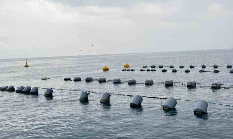 Sıcak Gündem: Sinop Üniversitesi 15 öğrencisi midye hasadına katılıp üretimi yerinde öğrendi