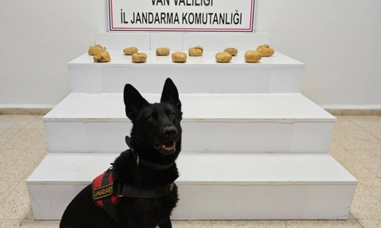 Sıcak Gündem: Van Başkale'de Jandarma çuval içindeki 11 kilo 958 gram toz esrarı ele geçirdi
