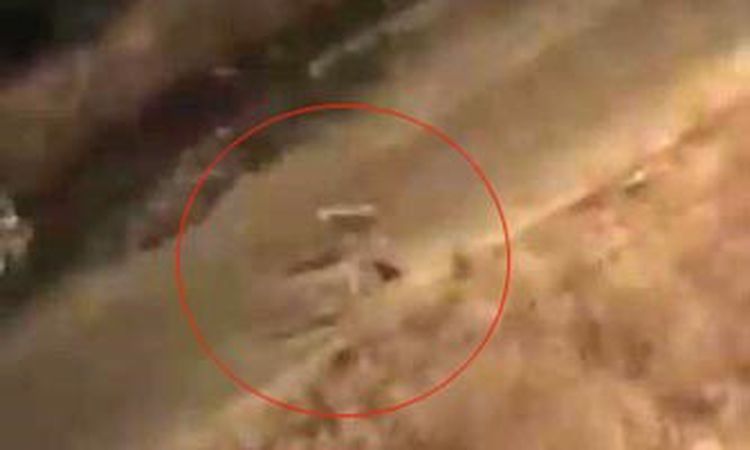 Siirt'te Başıboş Köpekler Kediyi Öldürdü - Son Dakika - Son Dakika Bilgileri
