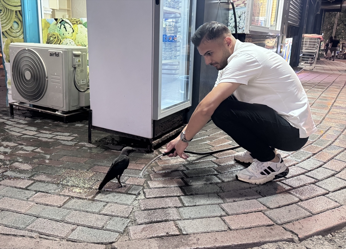 A thirsty crow in Siirt was given water by a shopkeeper - Breaking News