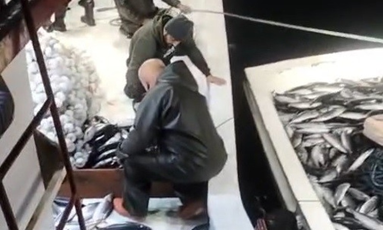 Sinop Ayancık'ta balıkçı Ufuk Yılmaz'ın ağına 5 bin palamut takıldı: Gelişmeler Takip Ediliyor
