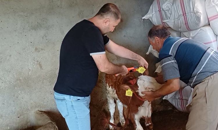 Şırnak'ta İl Tarım ve Orman Müdürlüğü ekipleri hayvanlara aşı ve küpe uyguluyor