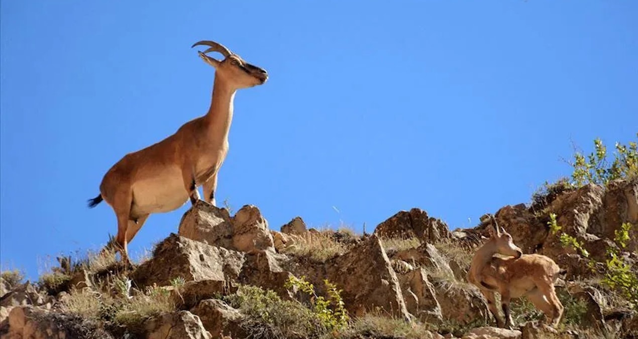 Historical punishment for the poacher who targeted a protected wild goat in Şırnak! - Last Minute