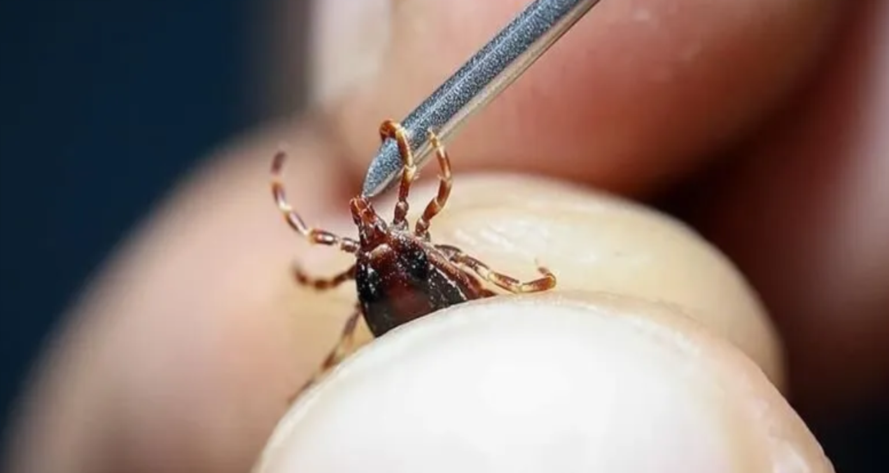 6th death due to tick occurred in Sivas - Breaking News