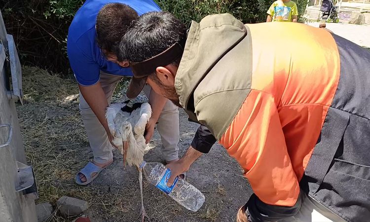 Gündemden Son Bilgiler: Sivas'ta tedavisi tamamlanan yaralı leylek yavrusu yuvasına bırakıldı - Son Dakika: Ge