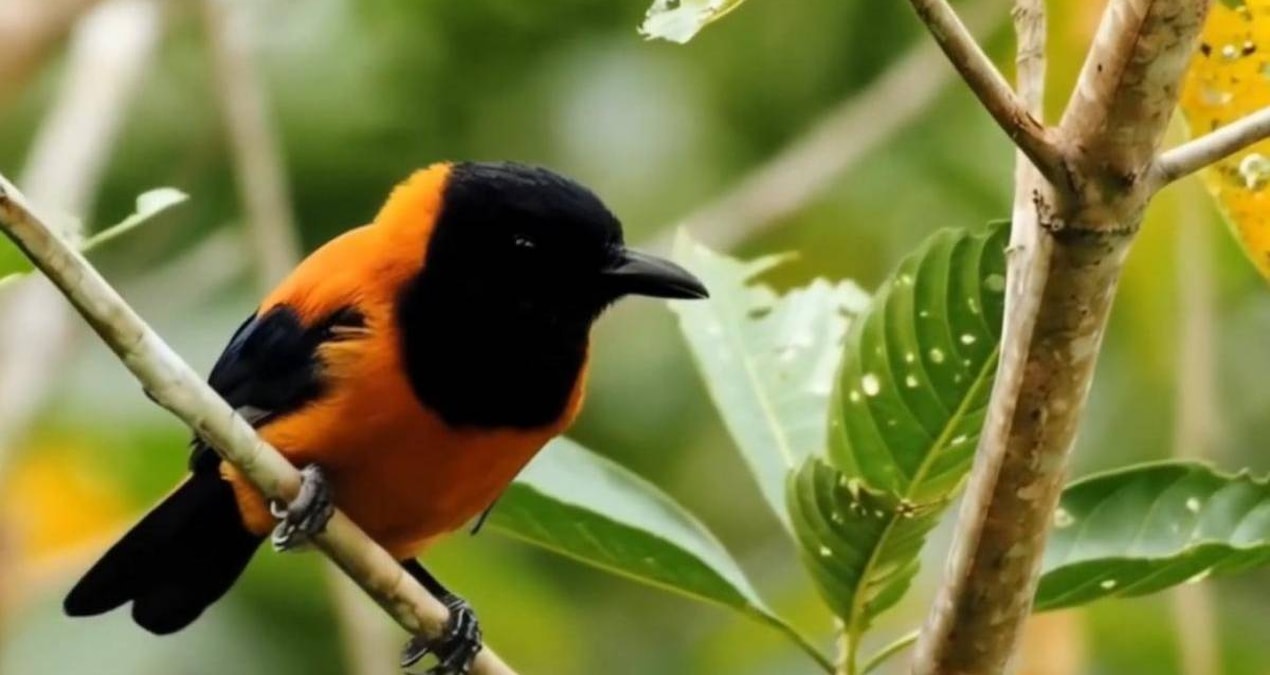 More dangerous than cyanide: The most poisonous birds on the planet have been revealed - News