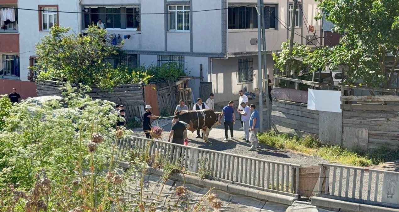 Sokak arasında kurban keserken yakalandılar - Son Dakika Haberleri ve Merak Edilenler