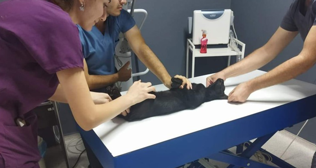 Son Gelişme: Sokak kedilerini vuran komşuya 5 ay hapis! - Son Dakika ve Merak Edilenler