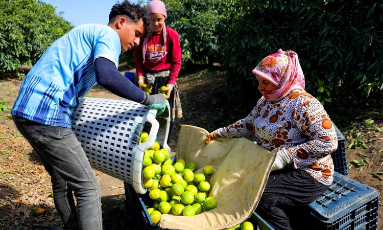 Son Gelişme: Adana'da erkenci mandalina hasadı resmen start aldı, dalında kilogramı 8-10 liradan satılıyor | İ