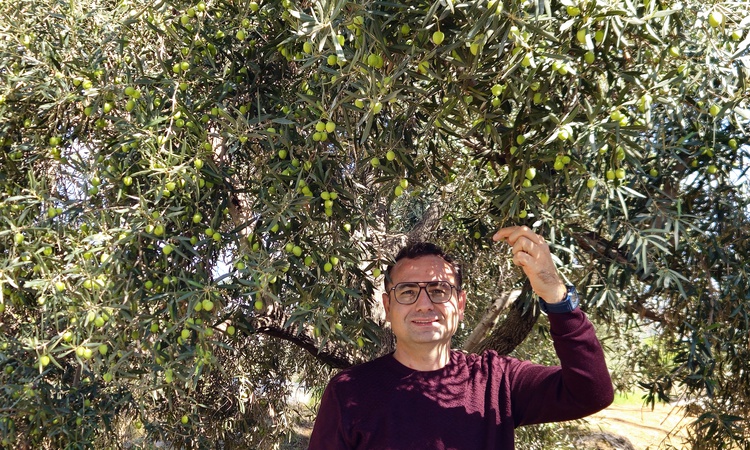 Son Gelişme: Antalya'da zeytin hasadı resmen start aldı, yüzde 40 artışla 70 bin ton üretim bekleniyor - Son D