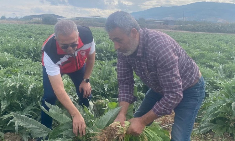 Son Gelişme: Aydın'da coğrafi işaretli enginarda ilk hasat Kasım'ın ilk haftasında bekleniyor