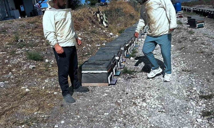 Son Gelişme: Aydın Didim'de Tarım ve Orman ekipleri arıcıların taleplerini sahada değerlendiriyor | İşte Tüm A