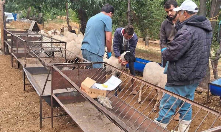 Son Gelişme: Aydın Köşk'te koyun ve keçilere küpeleme ile çiçek ve veba aşısı yapılıyor - Son Dakika Bilgileri