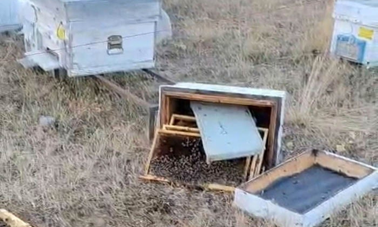 Son Gelişme: Ayılar arı kovanlarını parçaladı