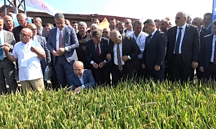 Son Gelişme: Bafra'da 400 bin liralık bağışla Osman Akbaş Türkiye'nin ilk çeltik ağası oldu | İşte Tüm Ayrıntı