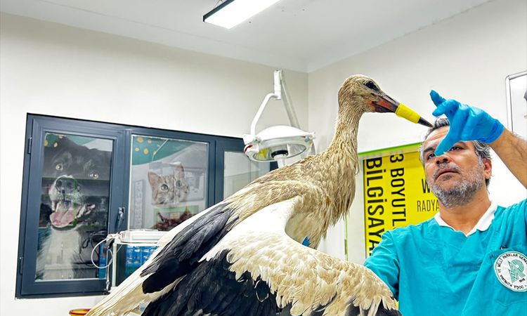 Son Gelişme: Balıkesir'de tedavisi tamamlanan leylek doğaya salındı