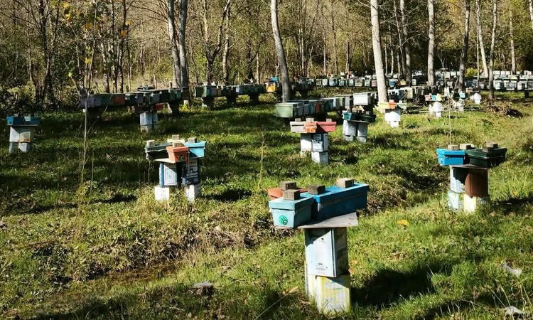 Son Gelişme: Bartın'da arılı kovan desteği başvuruları 30 Ekim'de sona eriyor - Son Dakika Bilgileri
