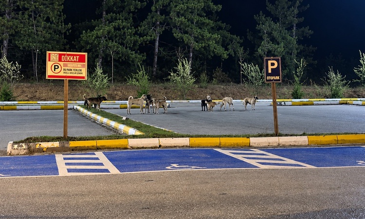 Son Gelişme: Bilecik Pelitözü Gölpark'ta gruplar halinde gezen köpekler halkı tedirgin ediyor ve Merak Edilenl
