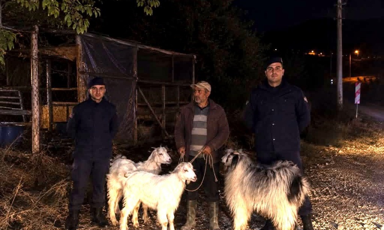 Son Gelişme: Bilecik Söğüt'te jandarma devriyesi kayıp 5 küçükbaş hayvanı buldu | İşte Tüm Ayrıntılar
