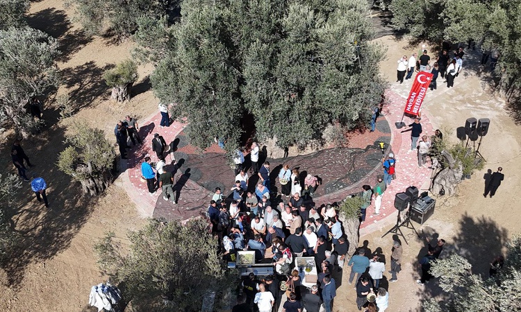 Son Gelişme: Bin yıllık zeytin ağacından hasat yapıldı, anında tadıldı
