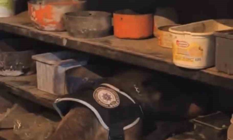 Son Gelişme: Bingöl'de operasyonda 76,12 gram skunk ele geçirildi, 1 şüpheli hakkında tutuklama kararı verildi
