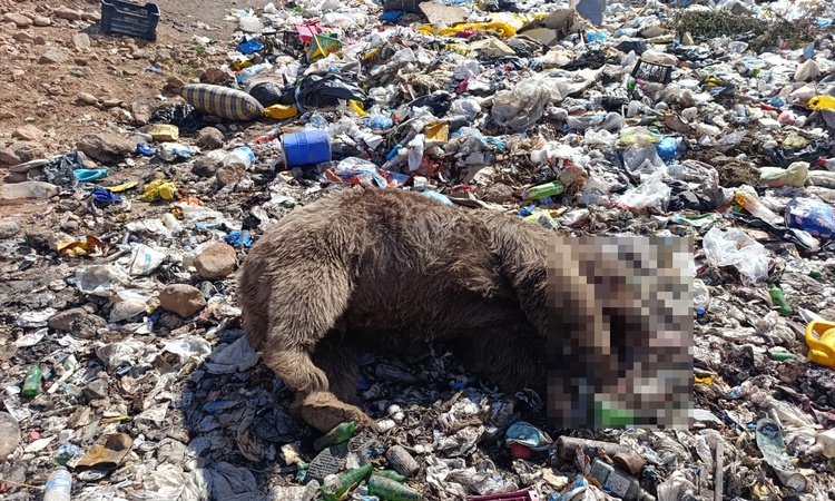 Son Gelişme: Bingöl'ün Kiğı ilçesinde çöplükte 3 bozayı kurşunlanmış halde ölü bulundu: Gelişmeler Takip Edili