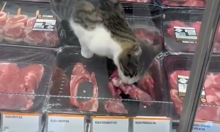 Son Gelişme: Bursa Mudanya'da kedinin girdiği markete hijyen ihlalinden 52 bin 800 TL ceza verildi: Gelişmeler