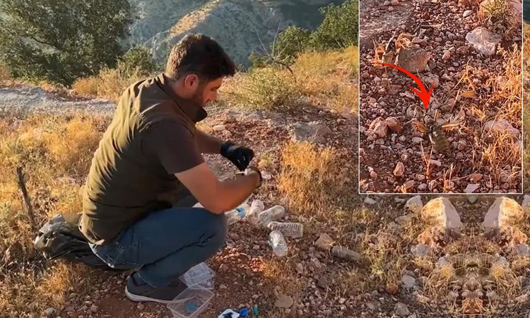 Son Gelişme: Çinliler Türkiye'deki çekirgelerin peşinde! Neden gözler önüne serildi: Gelişmeler Takip Ediliyor