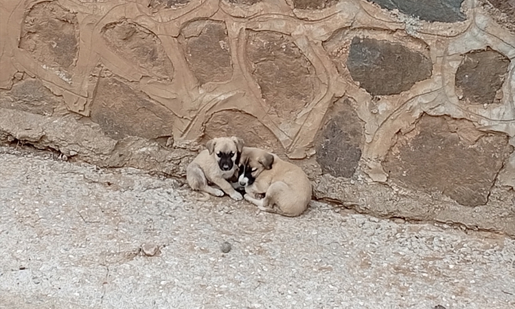Son Gelişme: Çorum Uğurludağ'da dere yatağına inen itfaiye 2 yavru köpeği kurtardı | İşte Tüm Ayrıntılar