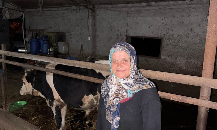 Son Gelişme: Danayı kuyruğunu keserek yaralayan şüpheli gözaltında