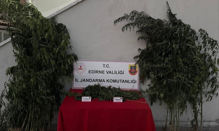 Son Gelişme: Edirne'de Hint kenevirlerini sularken yakalanan şüpheli yakalanarak gözaltına sevk edildi ve Mera