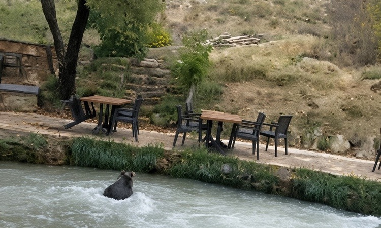 Son Gelişme: Erzincan Çağlayan'da restoran bahçesine giren yavru ayı su kanalından yüzerek kaçtı ve Merak Edil
