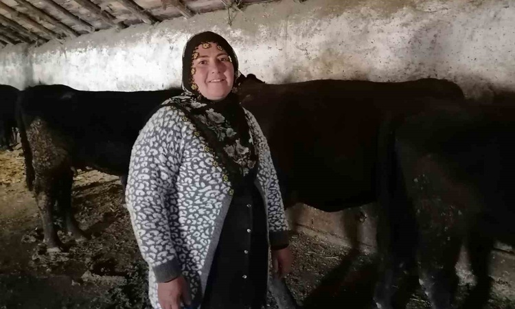 Son Gelişme: Erzurum Hınıs'ta destek projesinde 34 yetiştirici ilk buzağılarını aldı