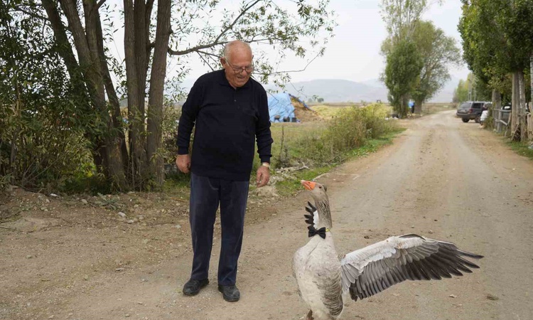 Son Gelişme: Gümüşhane Kelkit'te sürüden dışlanan kaz, 65 yaşındaki İsmail Gürbüz'ü sahiplendi: Gelişmeler Tak