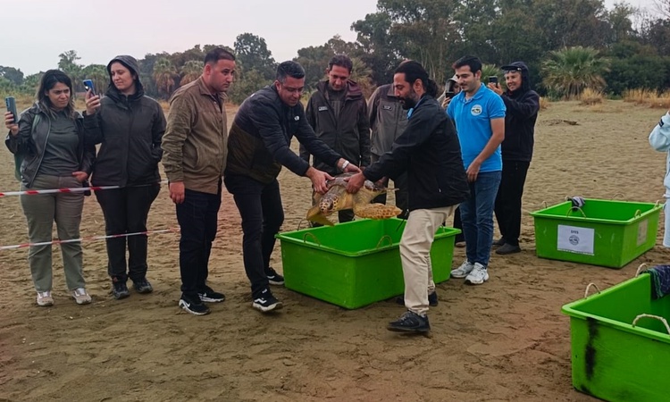 Son Gelişme: İzmir'de 4 caretta caretta tedavi sonrası denize bırakıldı, DEKAMER toplamı 408 oldu: Gelişmeler