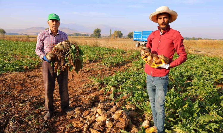 Son Gelişme: Kahramanmaraş Elbistan'da şeker pancarı hasadı resmen start aldı, 500 bin tona yakın rekolte bekl