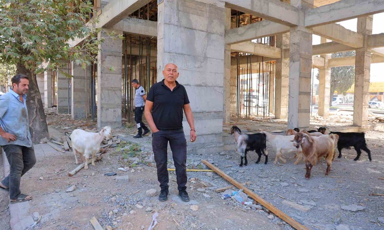 Son Gelişme: Kahramanmaraş'ta inşaatta bulunan 9 keçi için esnaf sahibini arıyor