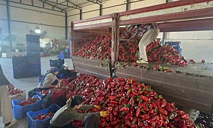 Son Gelişme: Karacabey'de salçalık biber hasadı sürüyor, çıkış fiyatı 35-40 lira olmalı ve Merak Edilenler
