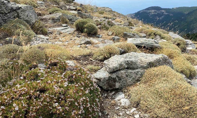 Son Gelişme: Kaz Dağları'nda yeni böcek türü keşfedildi, adı Anuromyzus acantholimonis oldu - Son Dakika Bilgi