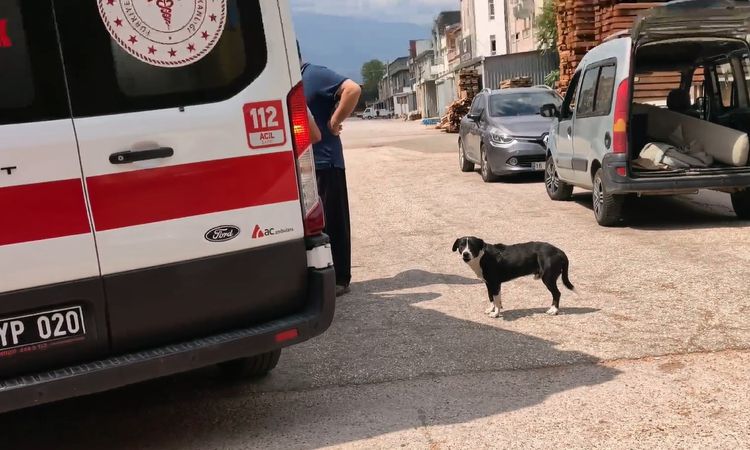 Son Gelişme: Köpeğe çarpmamak için manevra yapınca motosikleti devrilip, yaralandı ve Merak Edilenler