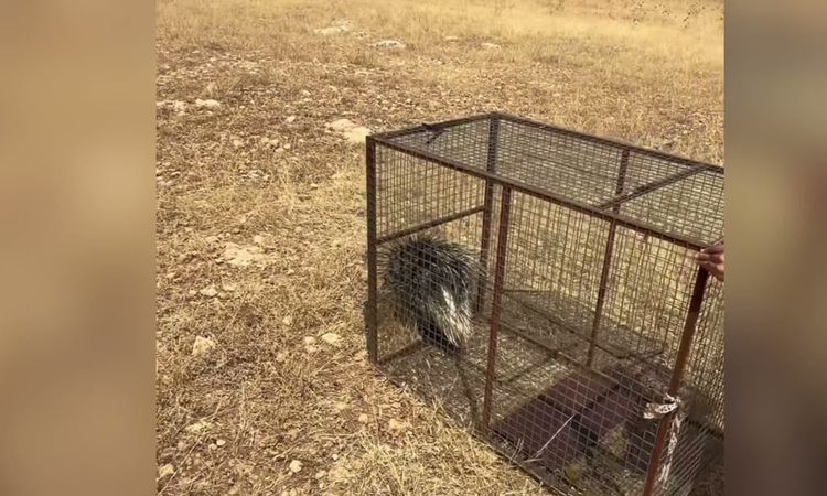 Son Gelişme: Mardin'de tedavisi tamamlanan oklu kirpi doğaya bırakıldı ve Merak Edilenler