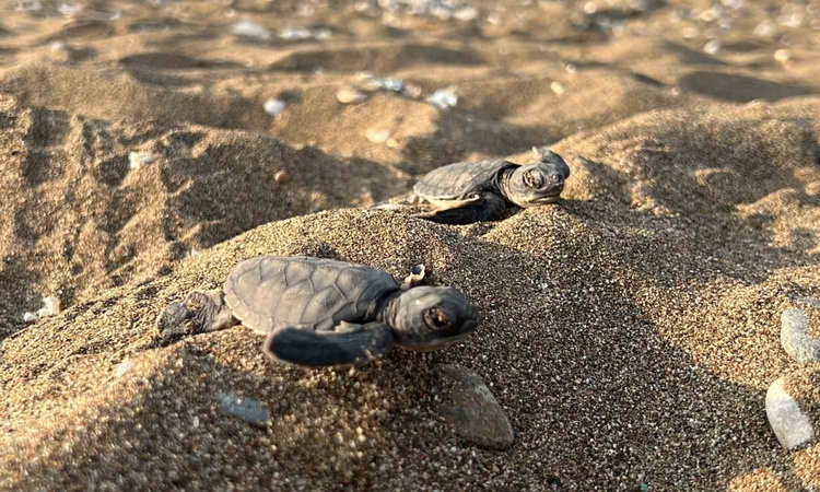 Son Gelişme: Mersin'de yuvalama sezonu sona erdi, yaklaşık 100 bin yavru denizle buluştu: Gelişmeler Takip Edi