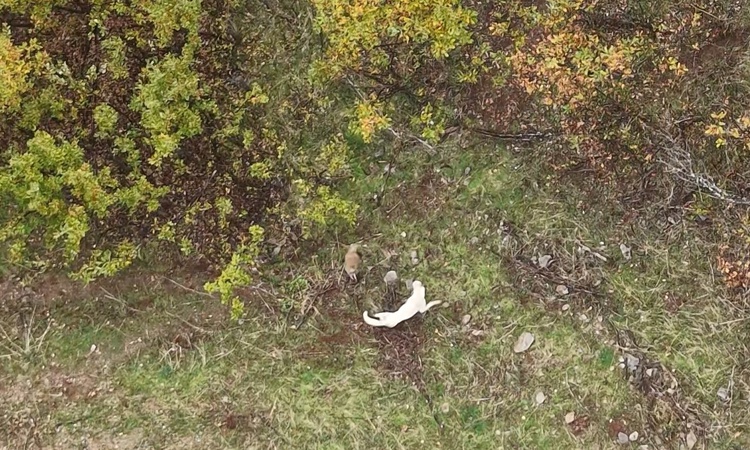 Son Gelişme: Muş'ta çoban köpeği ile porsuğun mücadelesi dronla havadan kaydedildi - Son Dakika Bilgileri