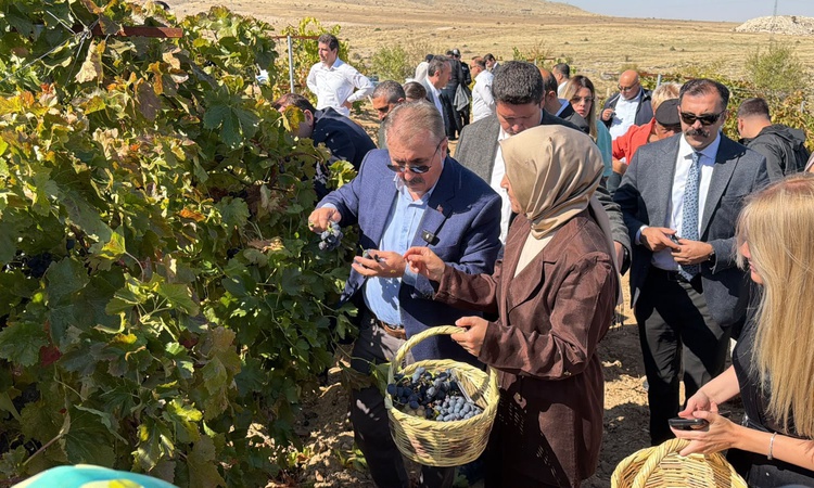 Son Gelişme: Mustafa Destici, Eskişehir Günyüzü'de üzüm hasadı yapıp bağcılık geleneğini sürdürdü - Son Dakika